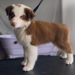 Verity (Pink) - Red tri-color female Australian Shepherd puppy in Navasota, Texas from Triple MMM Kennel