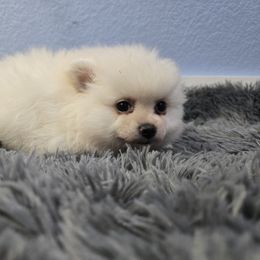 Atlas - Cream male Pomeranian puppy in Texas from Ruby's Poms