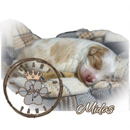 Midas - Parti male Miniature Schnauzer puppy in Dorr, Michigan from Enchanted Paws