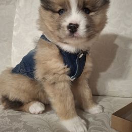 Pomskies and Siberian Huskies from Roaring Springs Pomsky