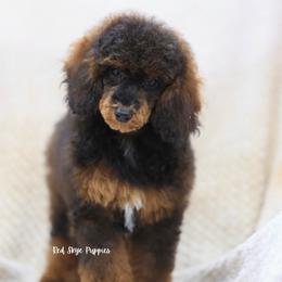 Maya (AKC Agouti Poodle Female) - Sable female Poodle puppy in Republic, Missouri from Red Skye Puppies