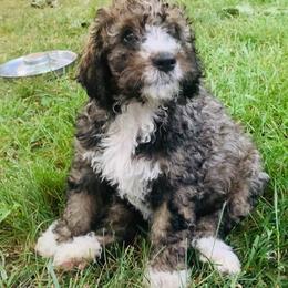 Bernedoodle Puppies from Moose Tracks Bernedoodles