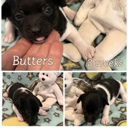 Butters - Black and white male Rat Terrier puppy in Atlanta, Texas from CaliRats Rat Terriers