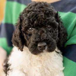 Reynie - Parti male Poodle puppy in Grimsley, Tennessee from Above Standard Poodles