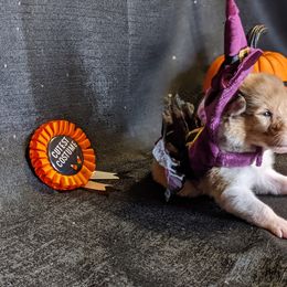 Collie Puppies from Nine Eves