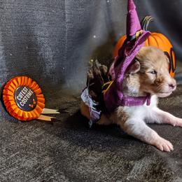 Collie Puppies from Nine Eves