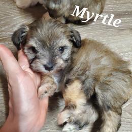 Myrtle - Liver female Miniature Schnauzer puppy in Sandy, Utah from Phantom League Schnauzers