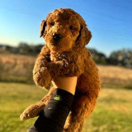 Aussiedoodle and Goldendoodle Puppies from J+Y World of Doodles