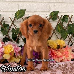 Winston - Ruby male Cavalier King Charles Spaniel puppy in Hollywood, Florida from World Class Cavaliers