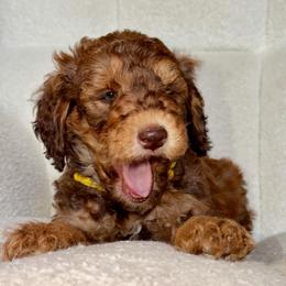 Fred - Phantom male Goldendoodle puppy in Twin Falls, Idaho from Burrow & Bone