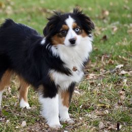 Miniature Australian Shepherd and Toy Australian Shepherd All Grown Up from Cross Bar Aussies