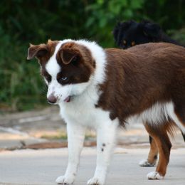 Brandy - Miniature Australian Shepherd