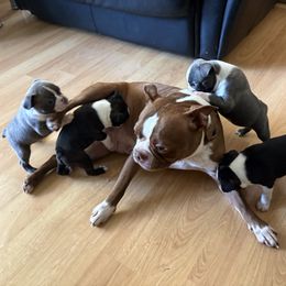 Boston Terrier All Grown Up from Smith Sister Kennels