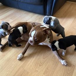 Boston Terrier All Grown Up from Smith Sister Kennels