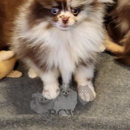 Girl 4 - Pomeranian puppy from BCW POMERANIANS