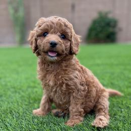 Navy - Red  female Goldendoodle puppy in Phoenix, Arizona from Doodles of the Desert