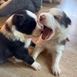 Montana - Black and white female Border Collie puppy in Lebanon, Oregon from Cahill’s Canines