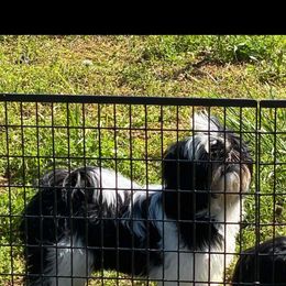 Ching Ching - Shih Tzu