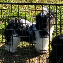 Ching Ching - Shih Tzu