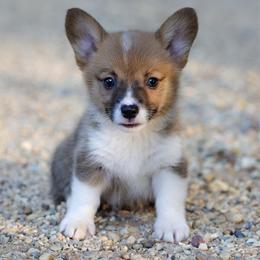 Honey - Sable female Pembroke Welsh Corgi puppy in Star City, Arkansas from Say When Corgi Co.