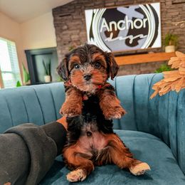 R E D - teddy bear - Tri-color male Yorkipoo puppy in Pleasant View, Utah from Anchor Dogs