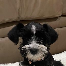 Miniature Schnauzer Puppies from Fran’s Miniature Schnauzer’s