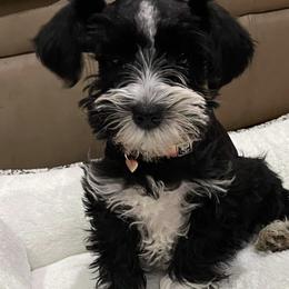 Miniature Schnauzer Puppies from Fran’s Miniature Schnauzer’s