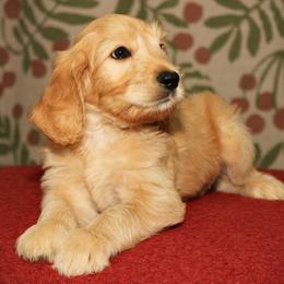 Nova - Apricot male Australian Labradoodle puppy in Stanwood, Washington from Victoria Creek Australian Labradoodles