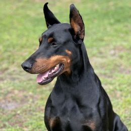 Doberman Pinschers from European Doberman Breeders