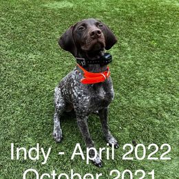 German Shorthaired Pointer All Grown Up from Tricia's GSPs
