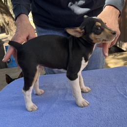 Cody - Black white and tan male Rat Terrier puppy in Gonzales, Texas from Sunshine Deckers