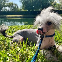 Burt - Slate male Chinese Crested puppy in Lutz, Florida from Halcyon Chinese Cresteds
