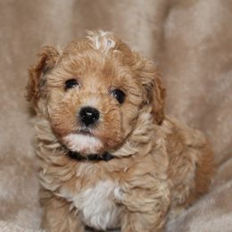 Havapoos from HopplevalleyPTA...(Puppies To Adore)