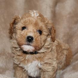 Havapoos from HopplevalleyPTA...(Puppies To Adore)