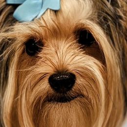 Yorkshire Terriers from Amy's Yorkshire Terriers