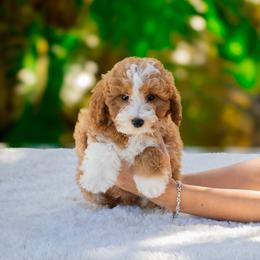 Puka - Red  male Goldendoodle puppy in Fort Myers, Florida from Corgis & Doodles