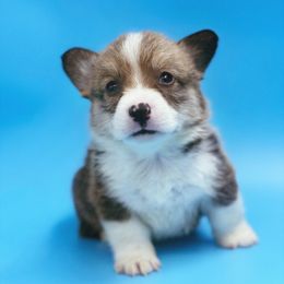 Tommen - Sable and white male American Corgi puppy in Windermere, Florida from Canaan Farm Corgis