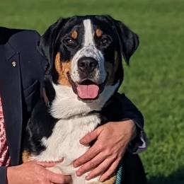 Greta - Greater Swiss Mountain Dog