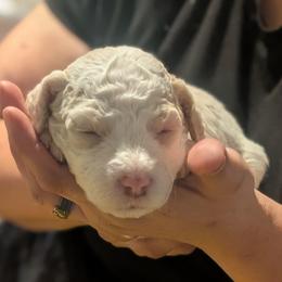 Luna - White female Sheepadoodle puppy in Austin, Texas from Darling Doodles