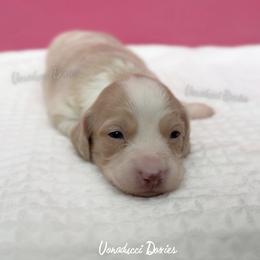 Ballerina Barbie - Cream female Dachshund puppy in Chandler, Arizona from Vonaducci Doxies, LLC.