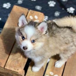 Hector - Silver and white male Pomsky puppy in Michigan from Blue Water Pomskies