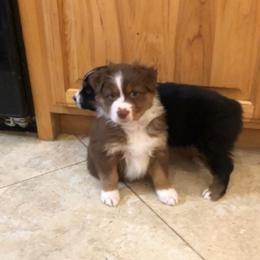 Girl 1 - Black tri-color female Australian Shepherd puppy in Phoenix, Arizona from Heartfire Aussies