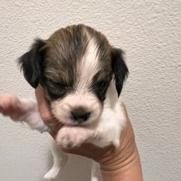 Girl 1 - White and sable female Papillon puppy in Carlsbad, New Mexico from Champagne Posh Papillons