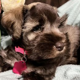 Aussiedoodles, Bernedoodles, and Schnoodles from Dreamer Ridge Puppies