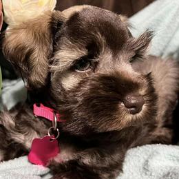 Aussiedoodles, Bernedoodles, and Schnoodles from Dreamer Ridge Puppies