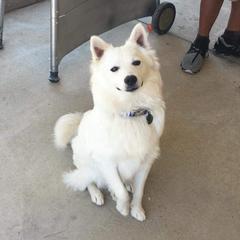 Rhonas - American Eskimo Dog