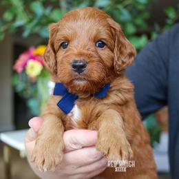 Firecracker - Red  male Goldendoodle puppy in Salado, Texas from Red Ranch Dogs