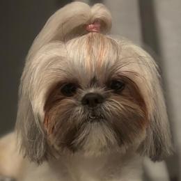 Shih Tzus from Yahaira Toro