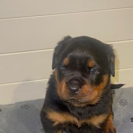 French Bulldog and Rottweiler Puppies from Von Haus Royal Rottweiler