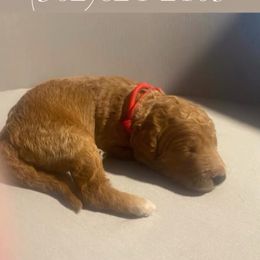 Claus - red collar - Apricot male Goldendoodle puppy in Brea, California from Dhalia’s Doodles